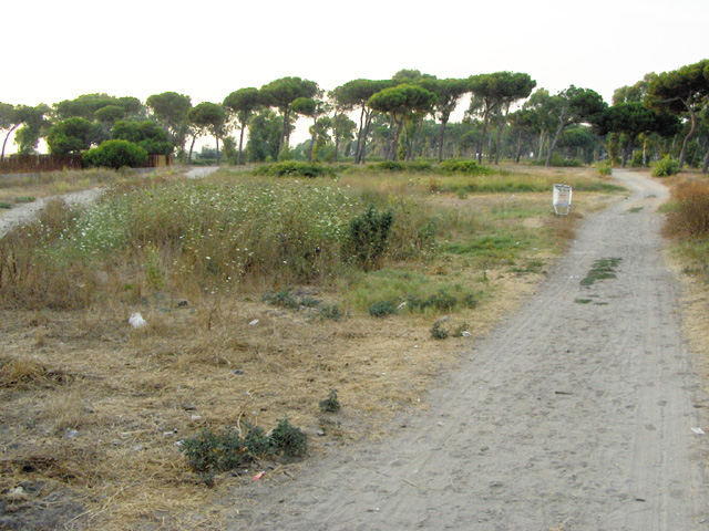 Pineta delle Acque Rosse - Riserva del Litorale Romano
